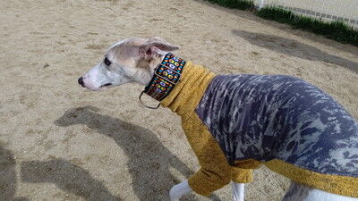 花園中央公園イタグレ (5)