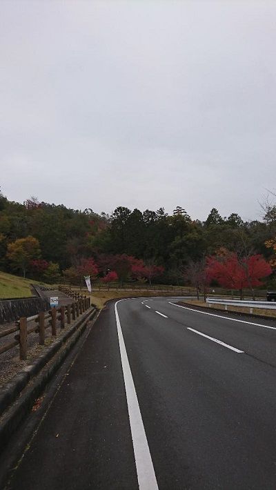 日吉ドッグラン_イタグレ17