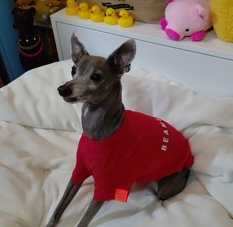 ビームスデザイン犬服イタグレ (5)