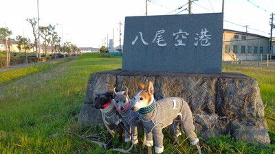 八尾空港イタグレ犬 (4)