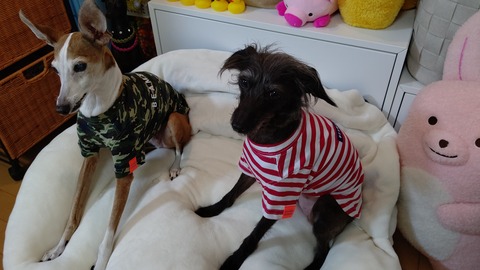 ビームスデザイン犬服イタグレ (8)