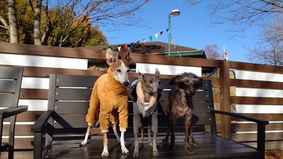 ロゴスランドドッグラン (16)