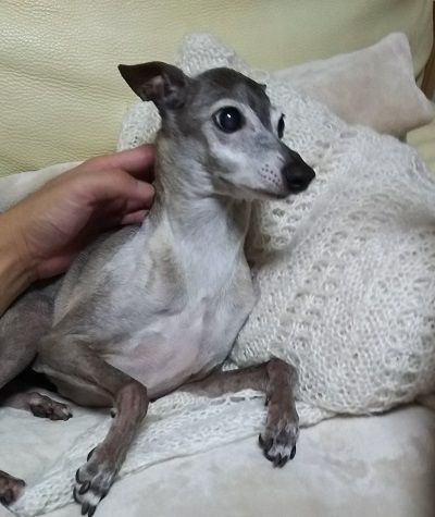 アル_白内障進行防止7