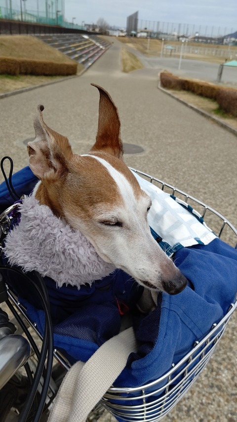 イタグレジェイ (2)