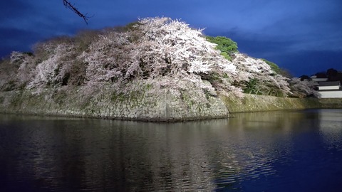 彦根城夜桜 (3)