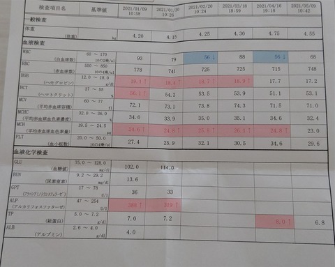 イタグレこまり免疫介在性血小板減少症 (1)