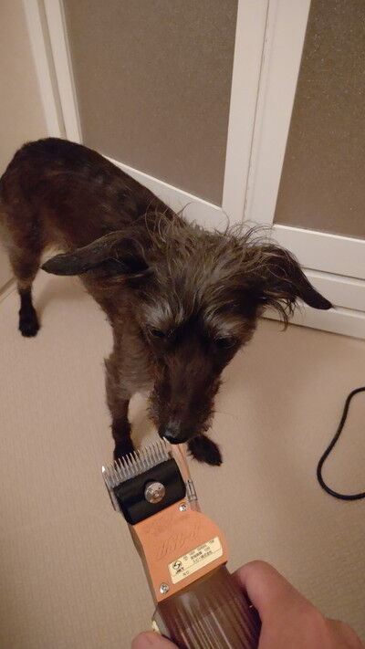 イタプーりん (2)