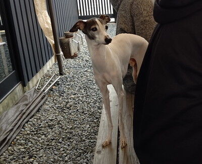 イタグレBBQライクレ家 (3)