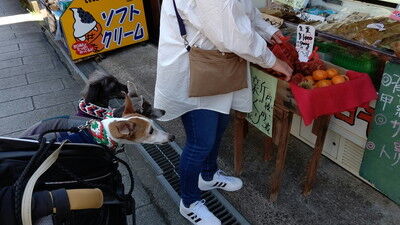 天橋立傘松公園おみやげ