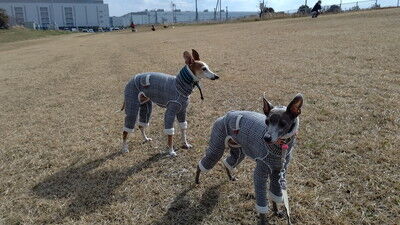 海ふれイタグレジェイこまりりん (2)