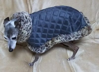 犬服_コート1