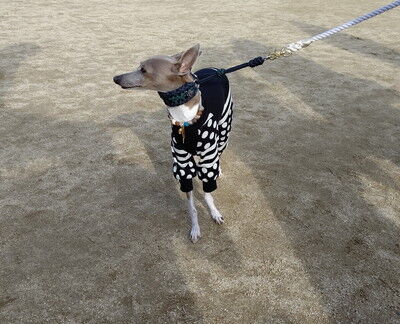 わんにゃんマルシェ住之江公園 (11)