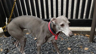 イタグレBBQアビー家 (2)