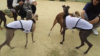 花園_イタグレ2
