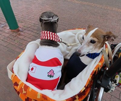 rwc2019_hanazono (3)