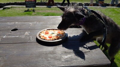 せせらぎの里ドッグラン (12)