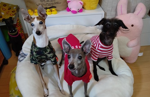 ビームスデザイン犬服イタグレ (6)