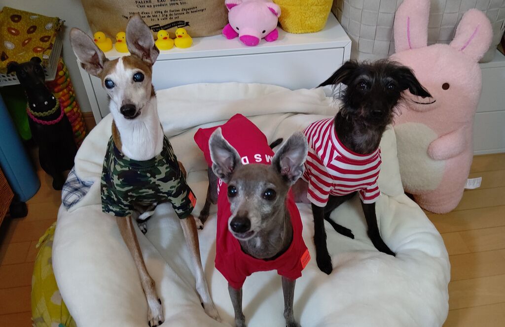 Beams Design プロデュースの犬服 こまりーーーーーんこ