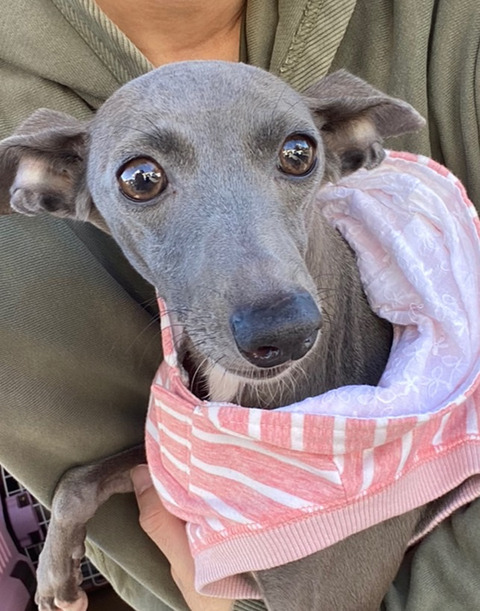 イタグレキャラット里親募集