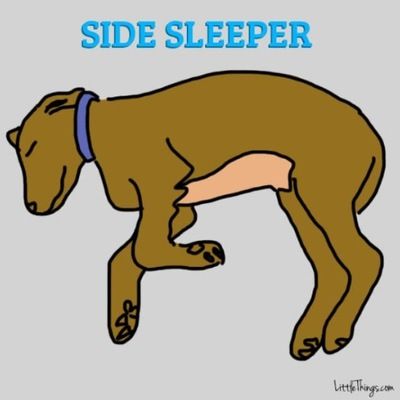 寝相で分かる愛犬の性格3
