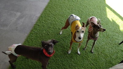 DOGRUNCAFE_ PIC (15)