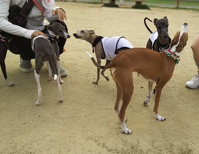 花園_イタグレ