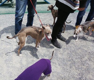 パートナードッグカーニバル8