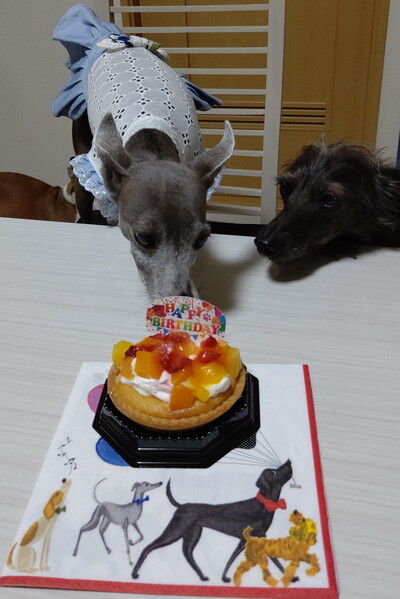 イタグレこまり8歳誕生日 (5)