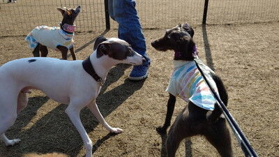 せせらぎの里こうらイタグレ (7)