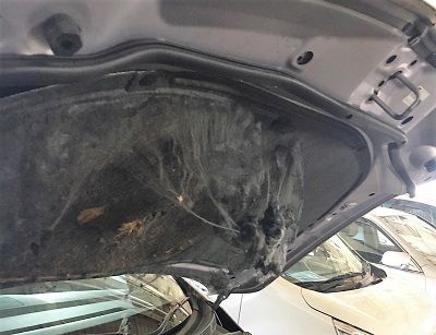 車のエンジンルームに猫が侵入してグチャグチャに こまりーーーーーんこ