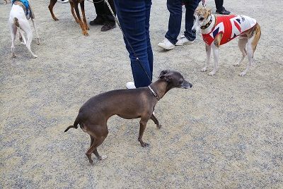 パートナードッグカーニバル18