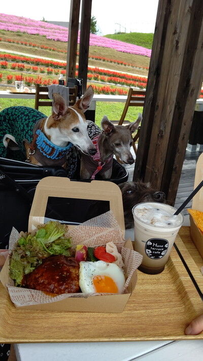 びわこ函館山 (11)