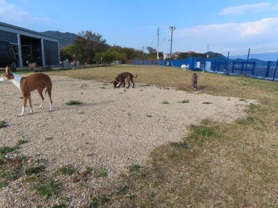 海の見えるラン_WistariaFieldDogRun(2)