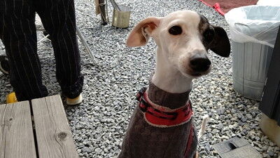 イタグレBBQマピール家 (4)