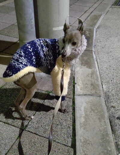 こまりイタグレ (3)