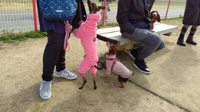 花園中央公園イタグレ (7)