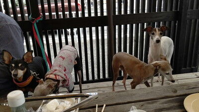 イタグレBBQライクレ家 (5)