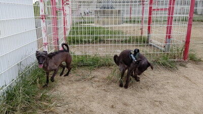 イタプーとチワプー (7)