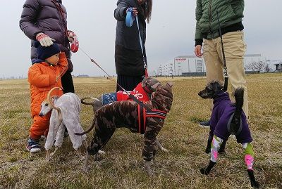 海ふれイタグレ9