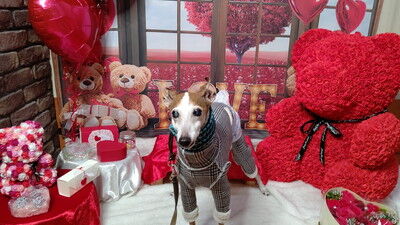 ドッグカフェアムールワン (9)