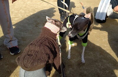 わんにゃんマルシェ住之江公園 (16)