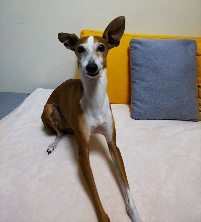 イタグレ_ジェイ10歳1