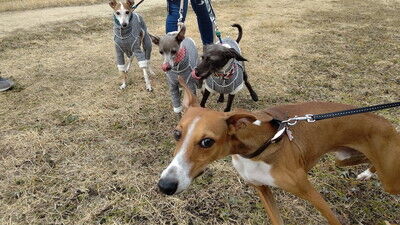 海ふれイタグレペロ (2)