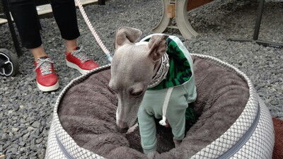 イタグレBBQ AJ家 (1)