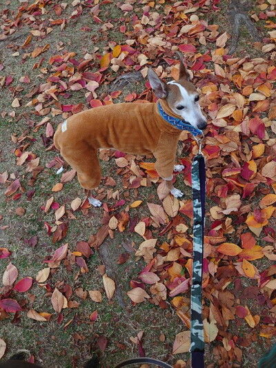 イタリアングレーハウンド5