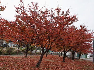 イタリアングレーハウンド3