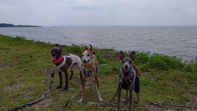 琵琶湖高島イタグレ (5)