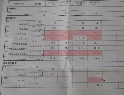 イタグレ_ジェイ_血液検査い (3)