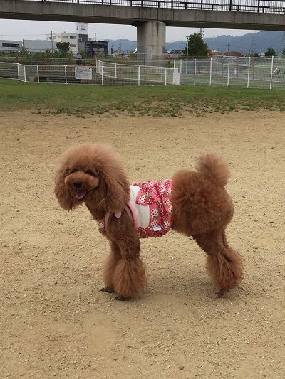 花園中央公園ドッグラン4