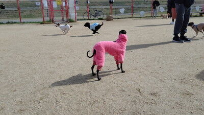 花園中央公園イタグレ (14)